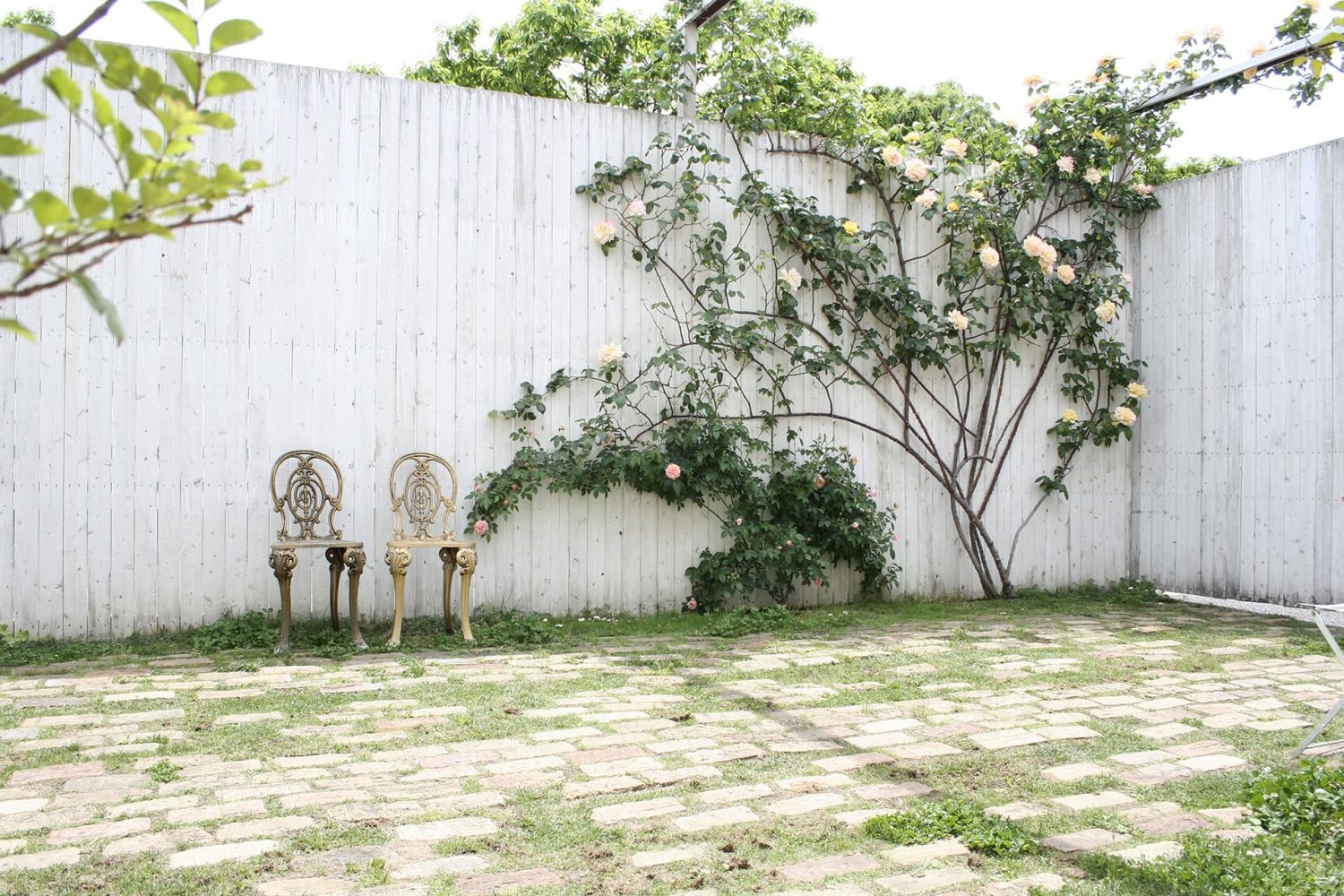 庭と白塀