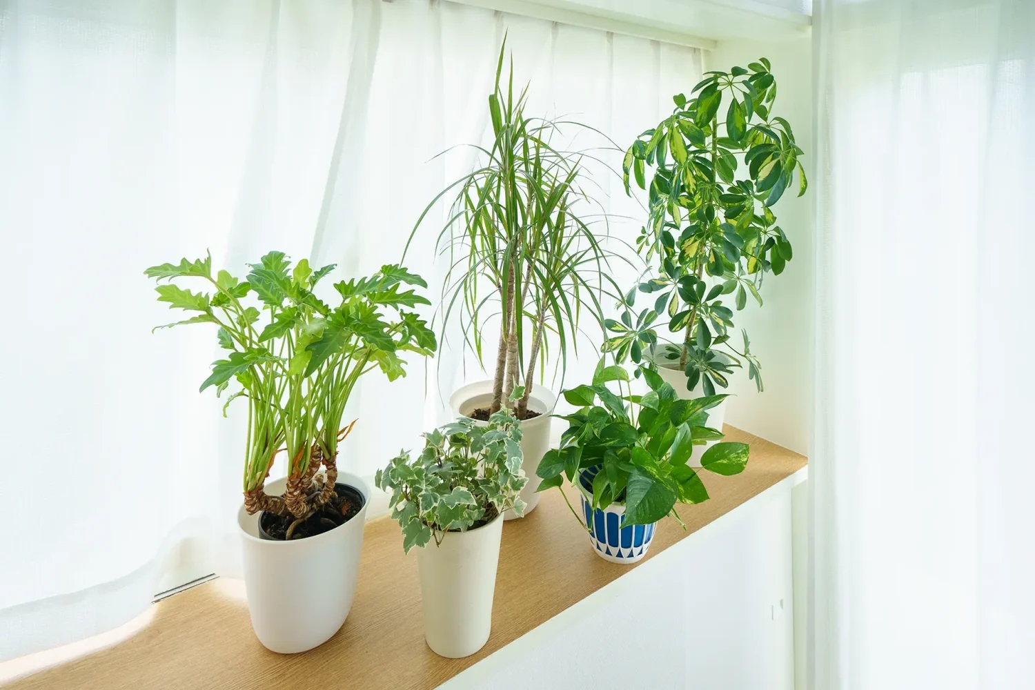 日当たりのよい出窓には観葉植物