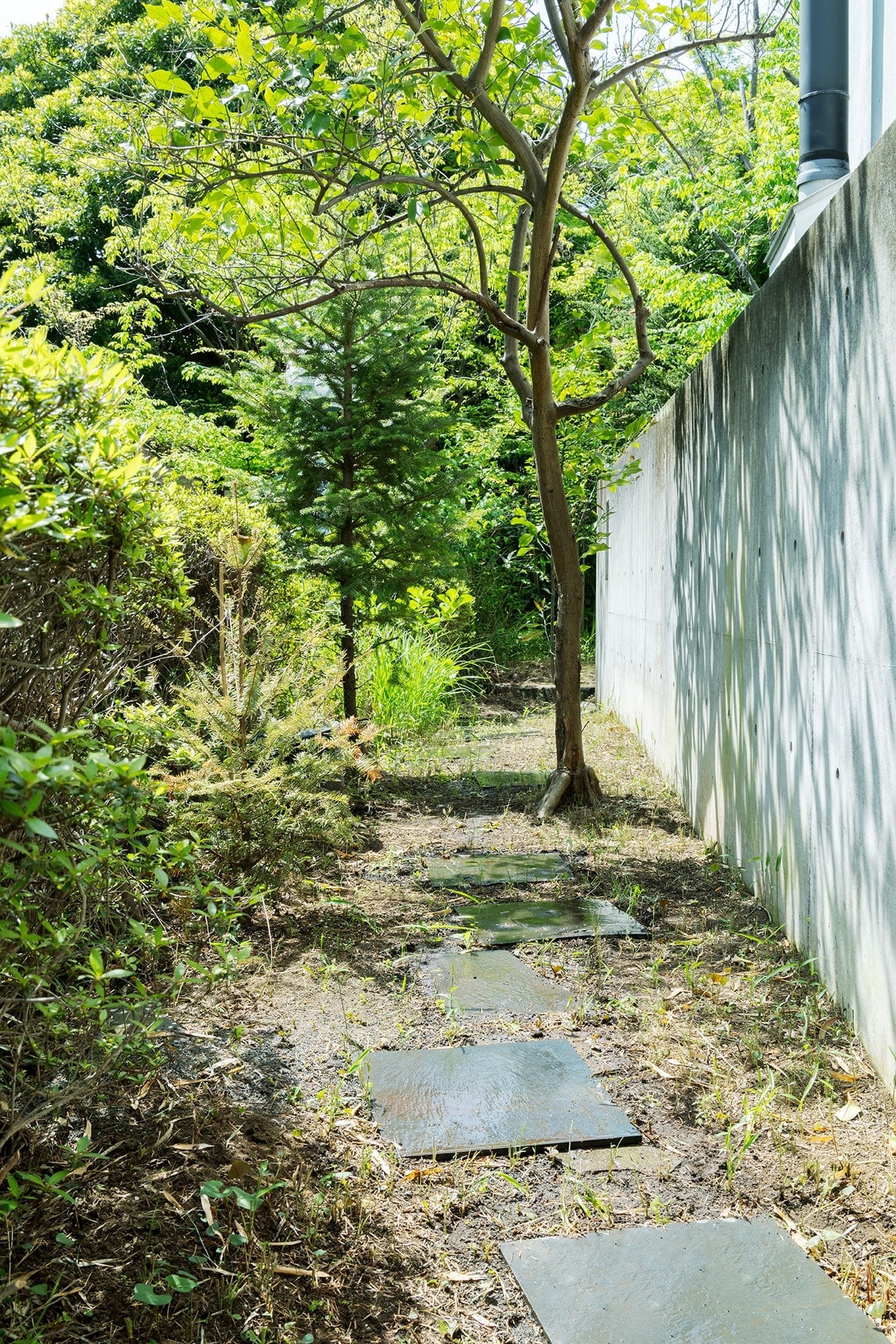 建物の脇にはレモンの木がある通路