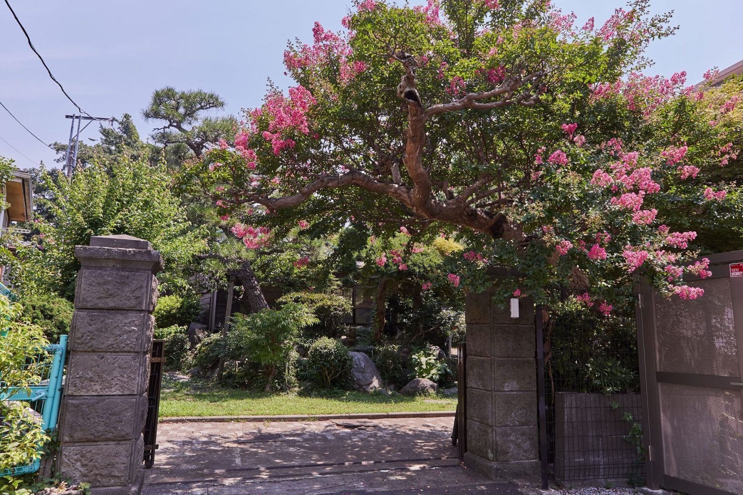 正門前のサルスベリ