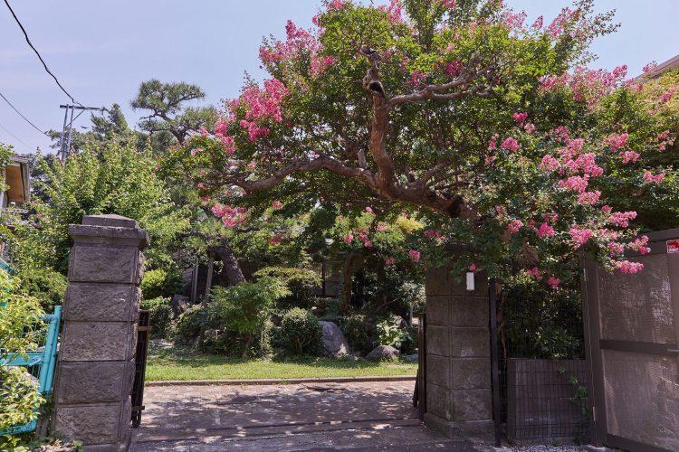 正門前のサルスベリ