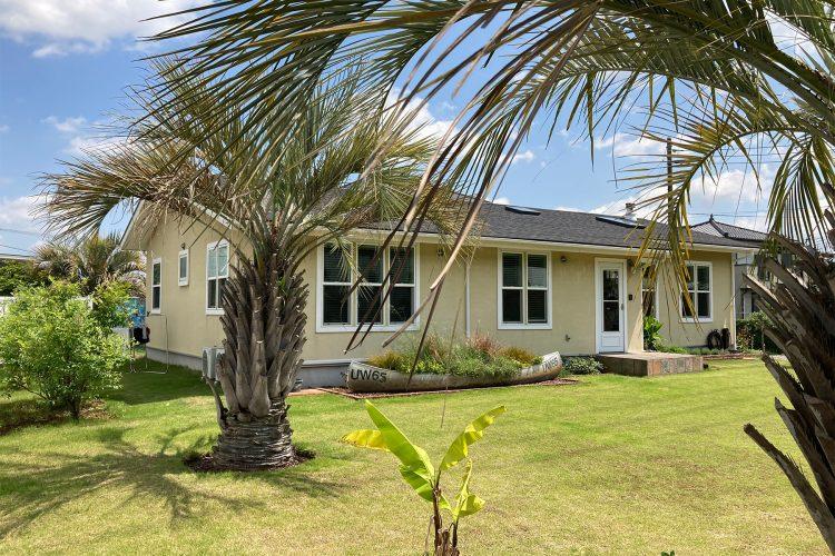 庭に立つパームの木