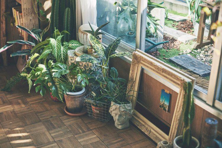 豊富な植物たち