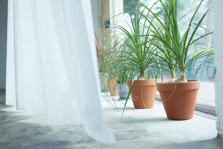 カーテンとグリーン