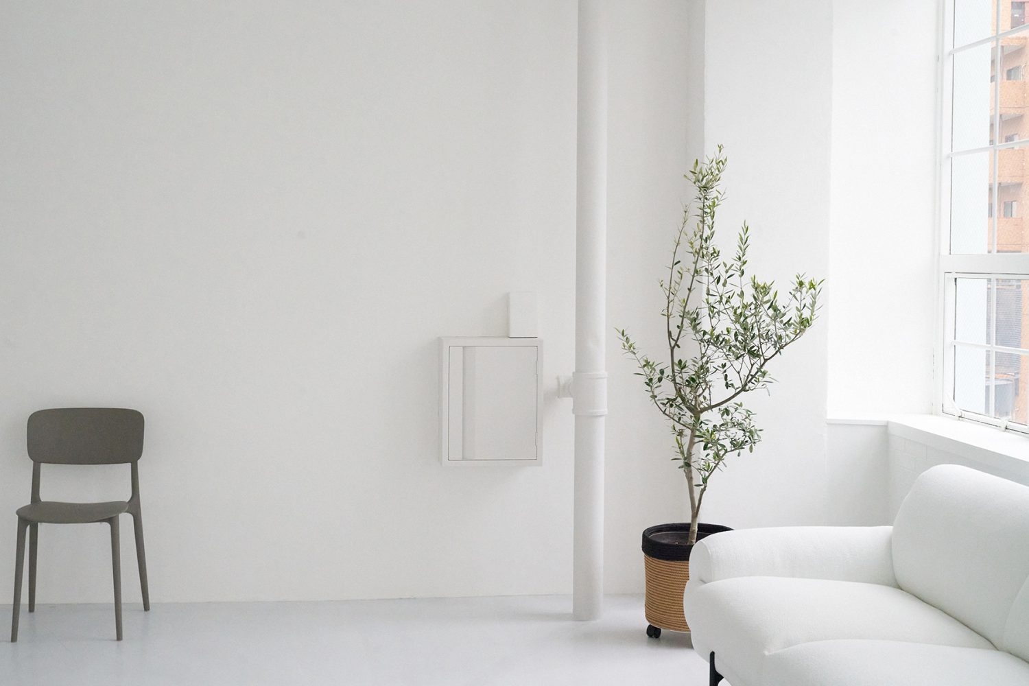 北側白壁とオリーブ