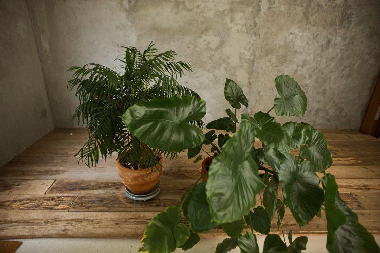 背景に使えるグリーンも多数