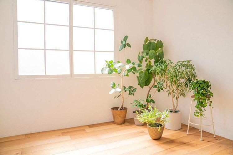 豊富なグリーン