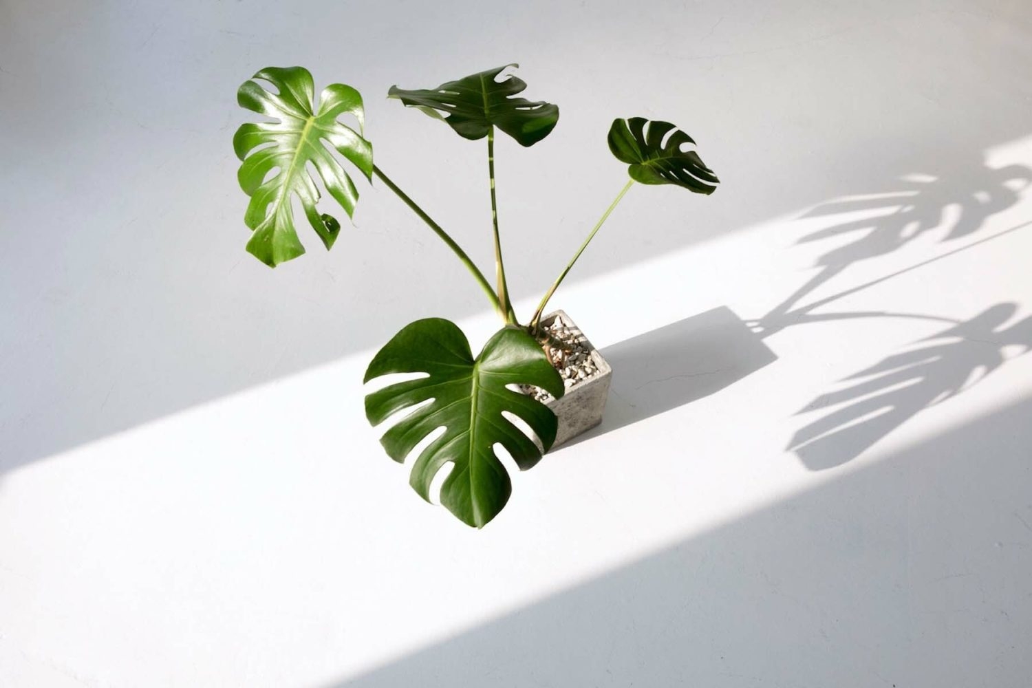 西側窓からの直射