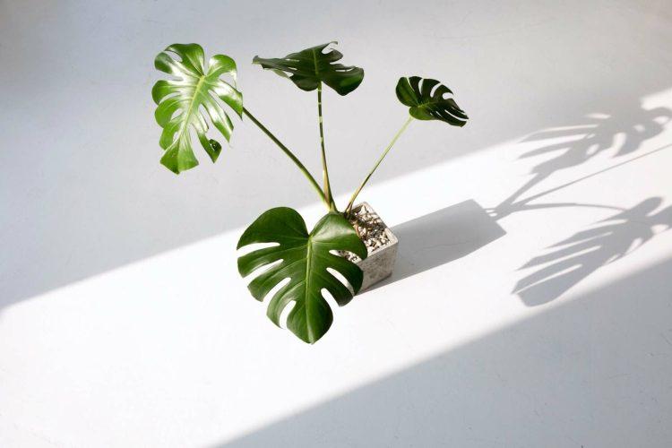 西側窓からの直射