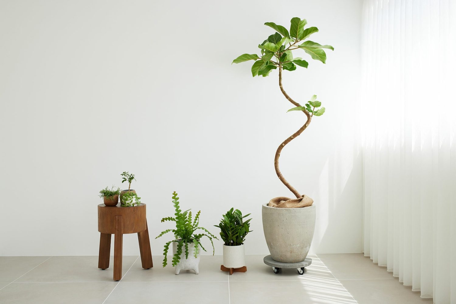 インテリアに馴染む植物