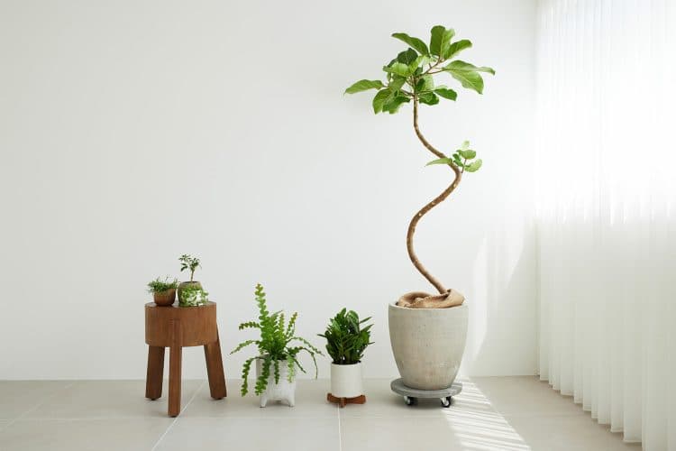インテリアに馴染む植物