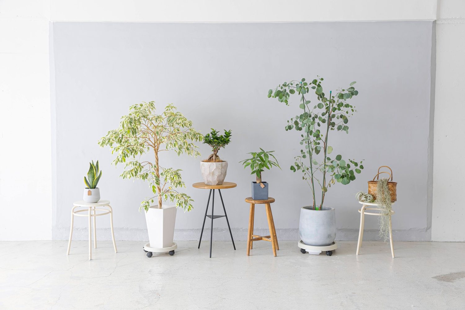 大小の観葉植物たち