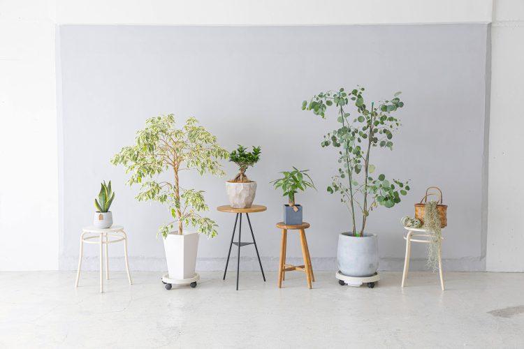 大小の観葉植物たち