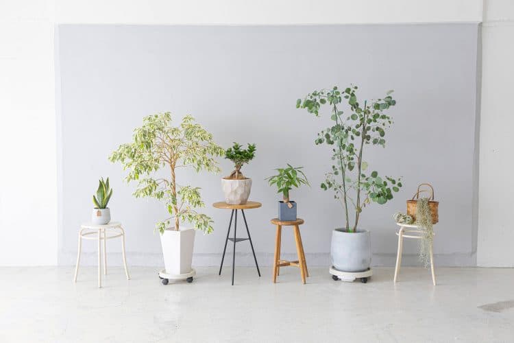 大小の観葉植物たち