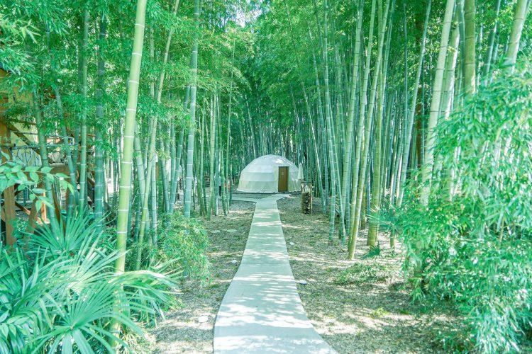THE BAMBOO FOREST