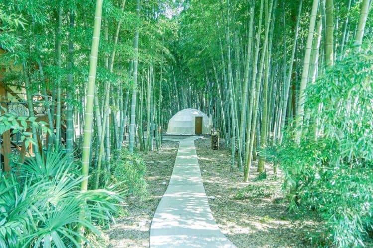 竹林
