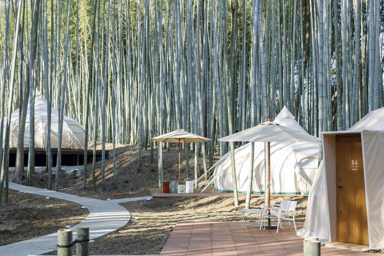 竹林とドームテント