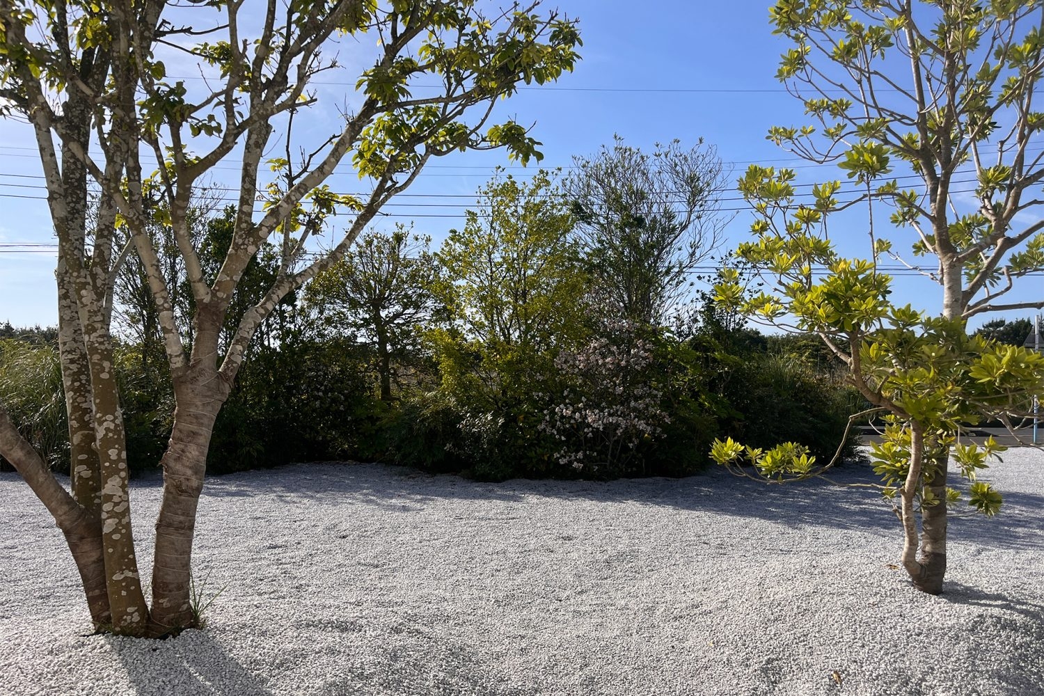 常緑樹により1年中緑豊かな庭