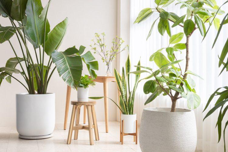 植物があふれるサンルーム