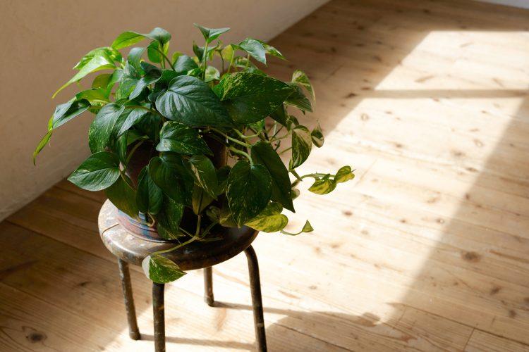 南向きの窓からの直射