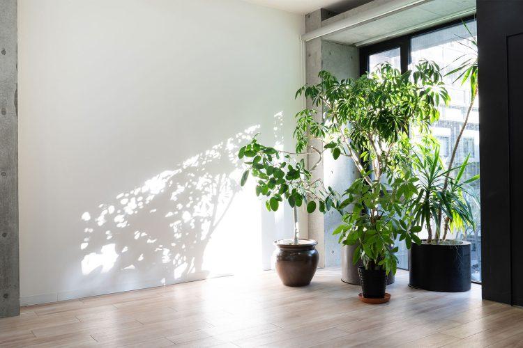 窓際のグリーン