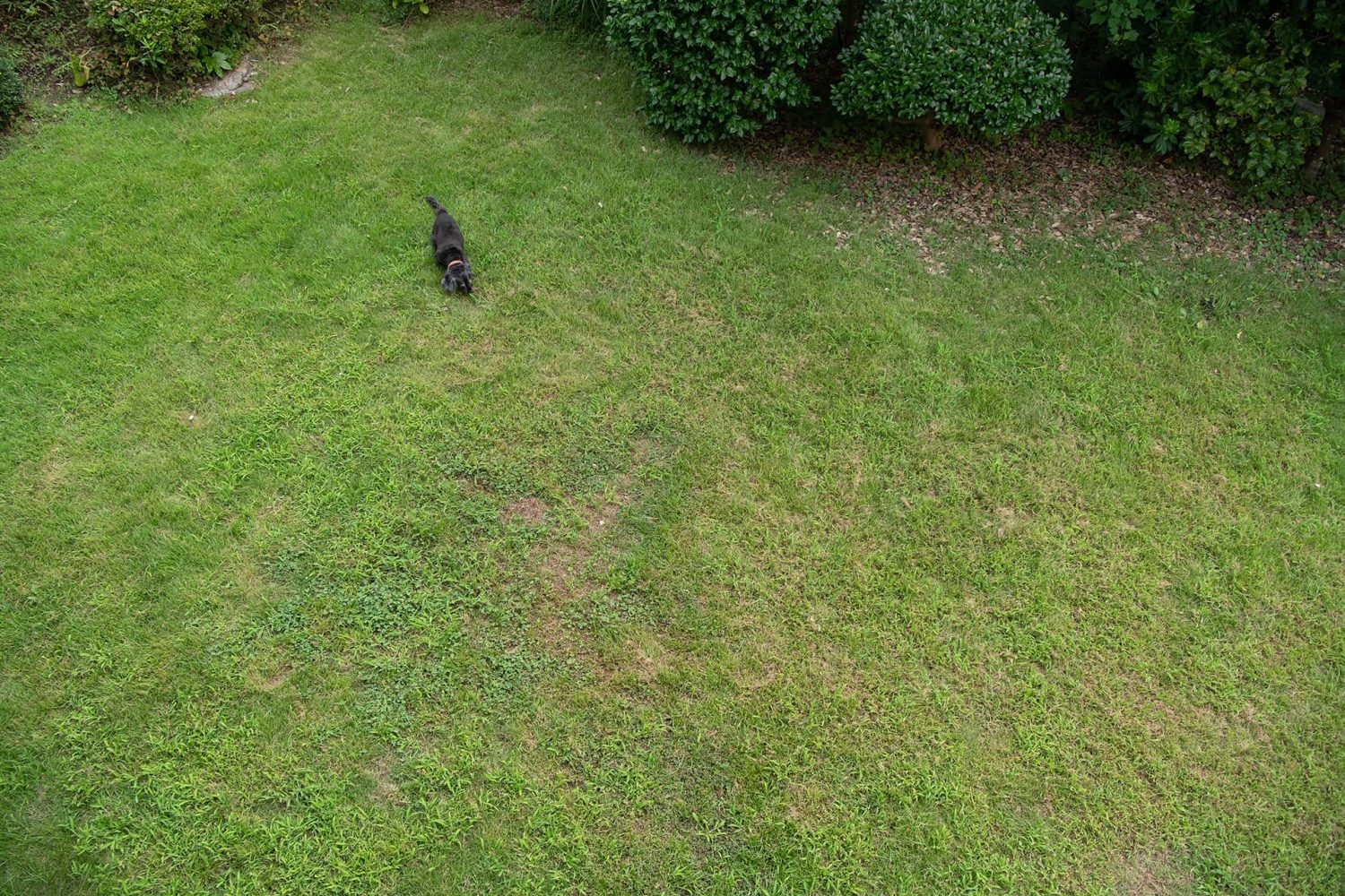 2Fから俯瞰で見える庭