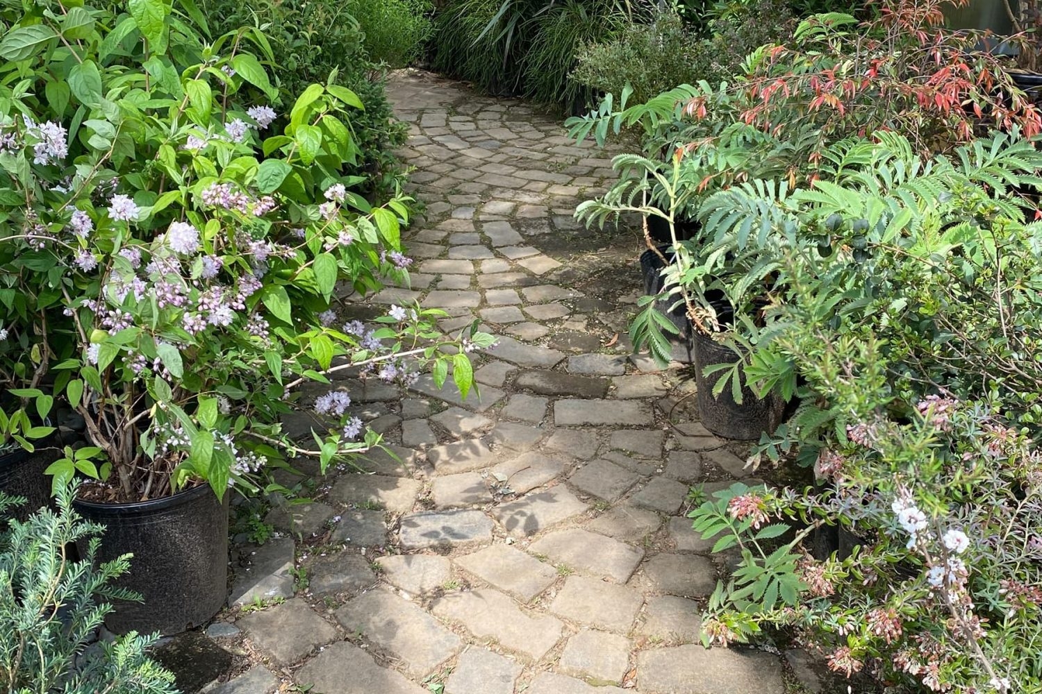 温室までのアプローチの石畳