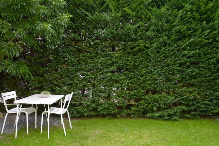 garden