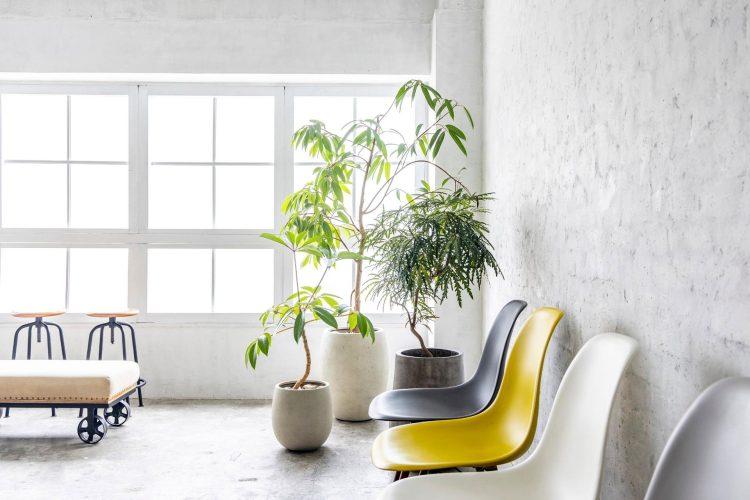 観葉植物と椅子