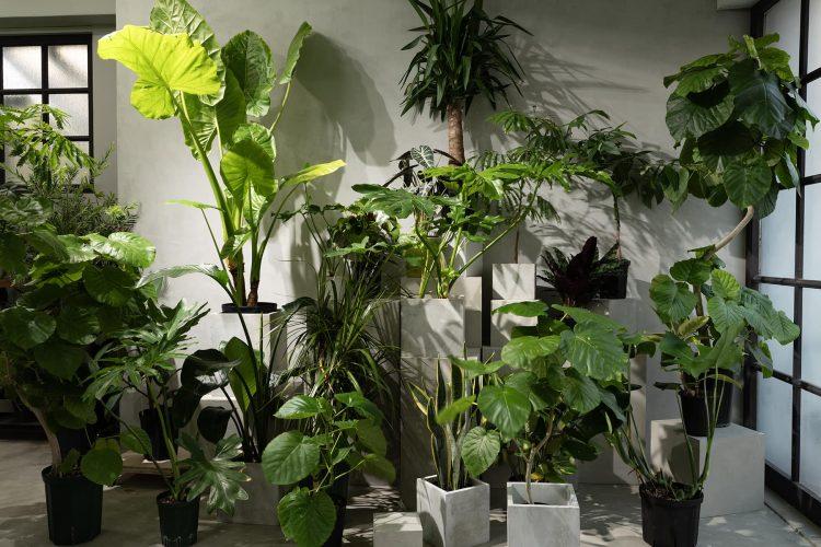 1F 季節によって種類は変わります