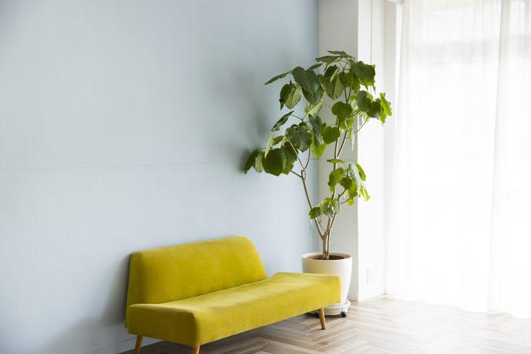 カラー壁に映えるソファ