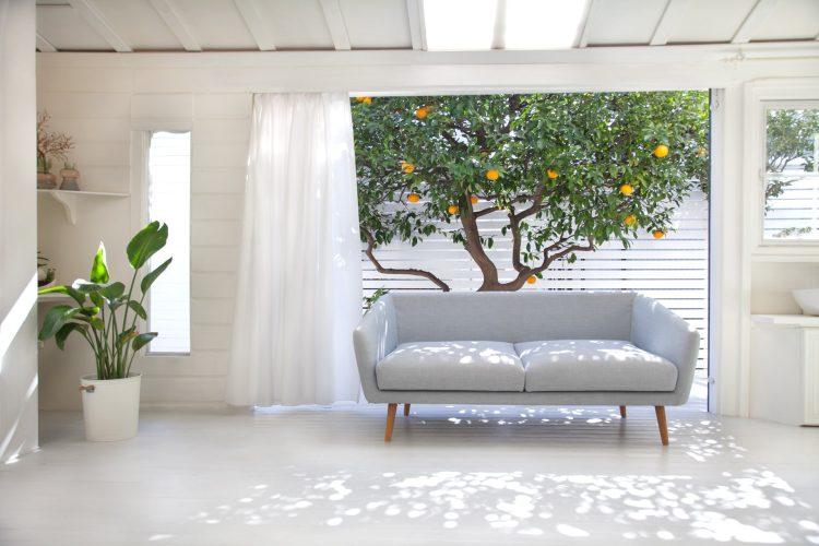 夏みかんは11〜6月ごろ