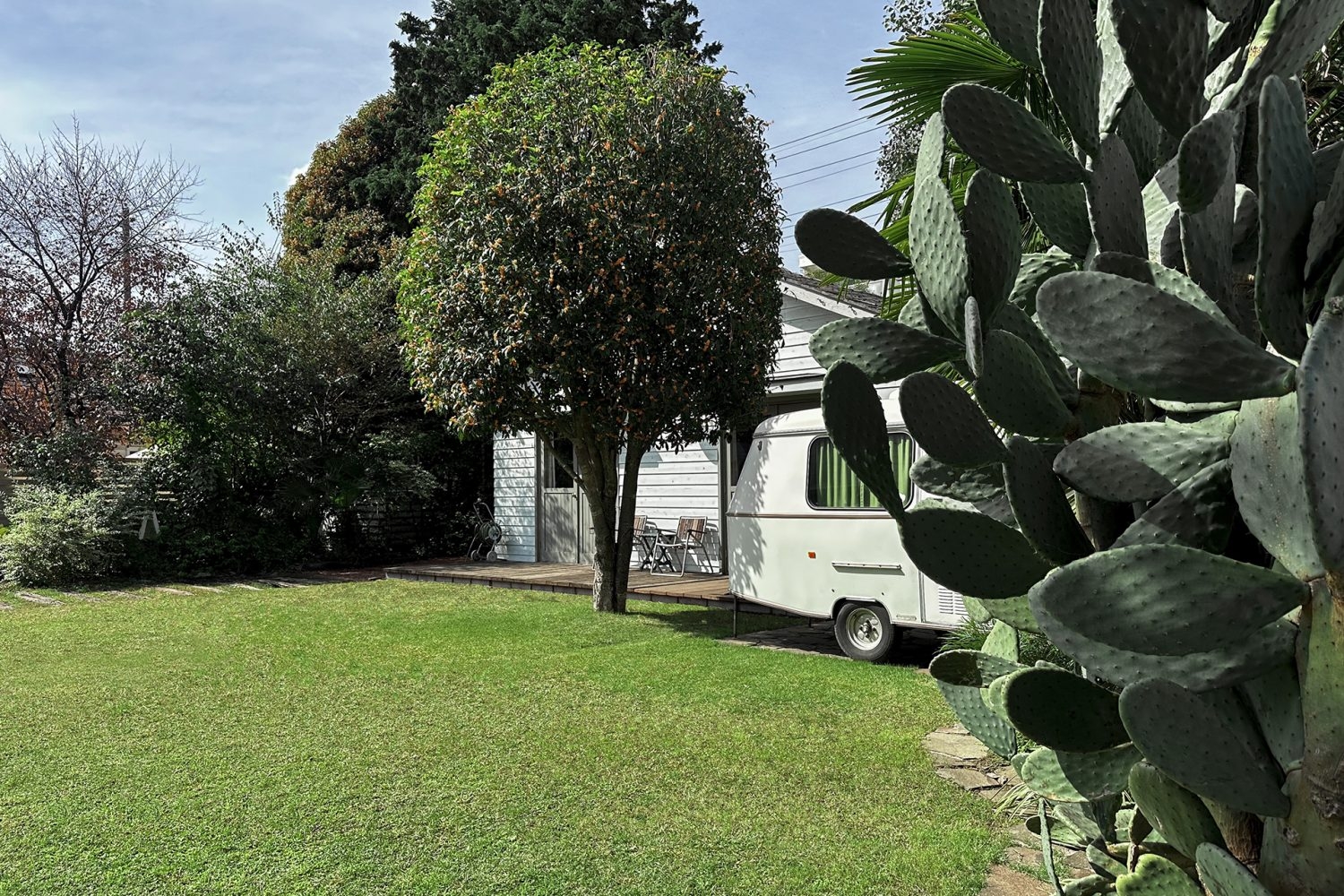 大きなサボテンと外観