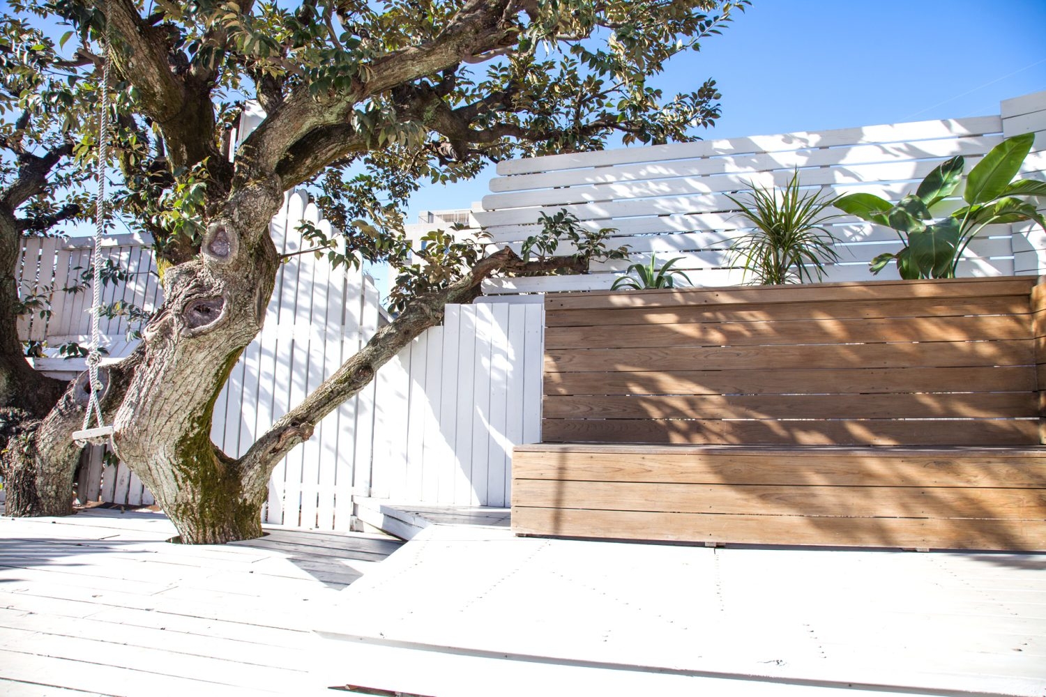 屋上エリア / 大樹の生息する屋上テラス