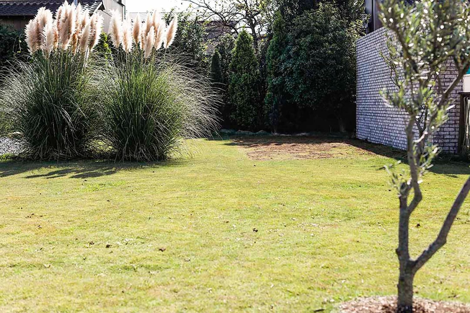 一年中緑の芝生