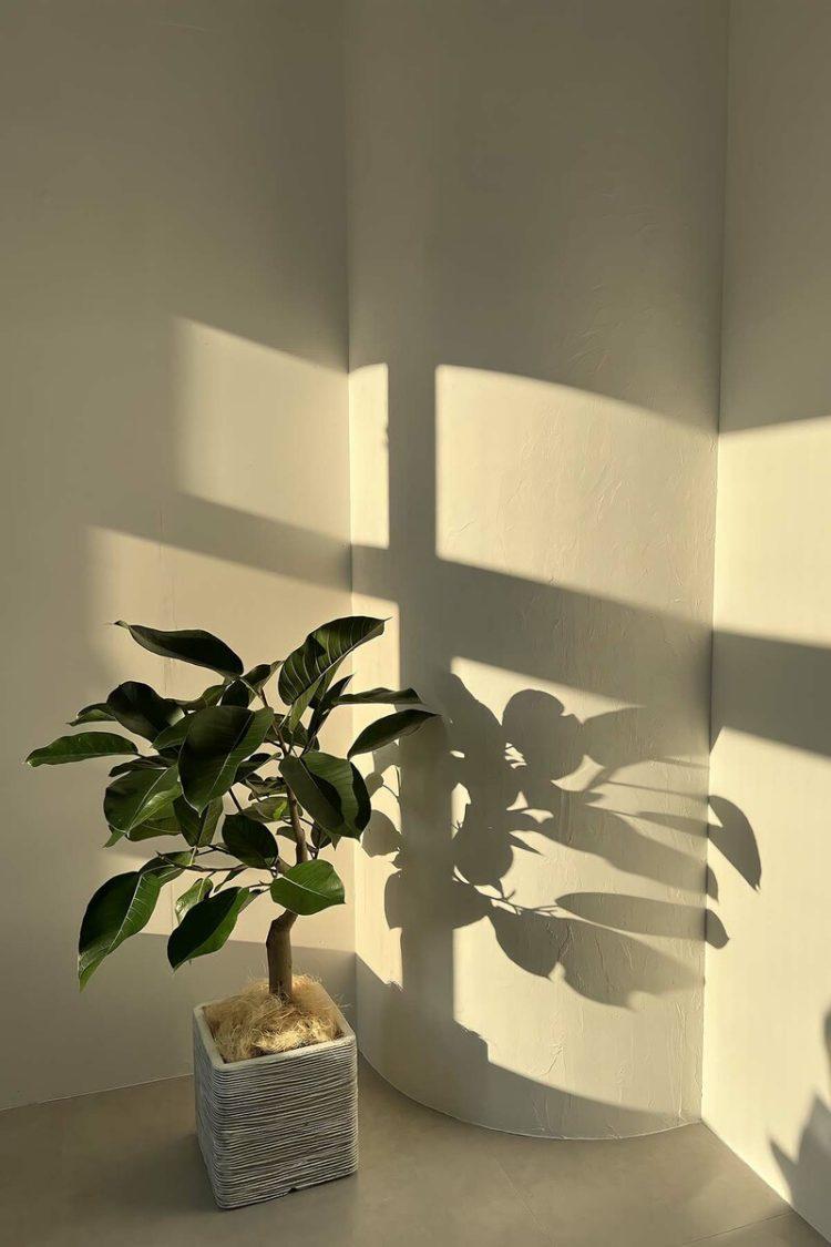 夕方自然光イメージ