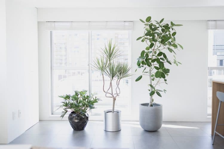 常備植物