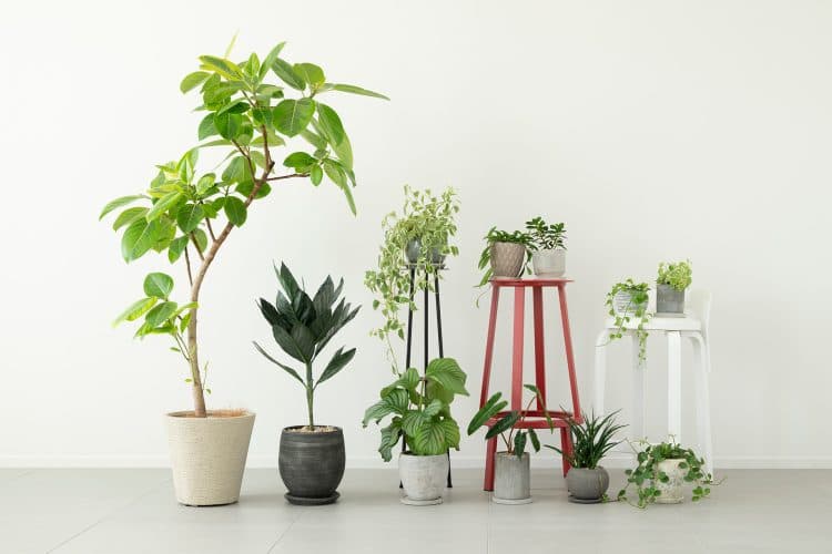 植栽