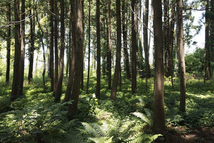スタジオ隣には森林も