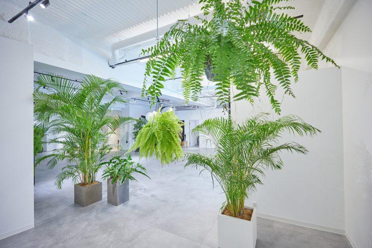 グリーンプロップ豊富