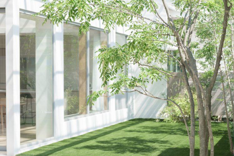 人工芝と常緑樹