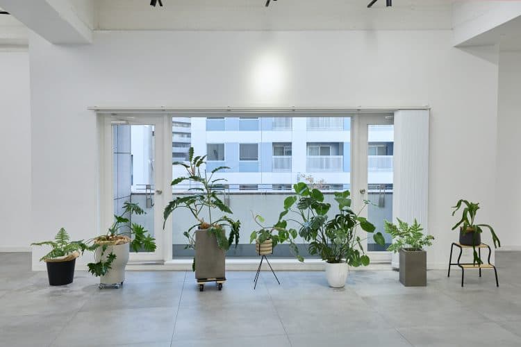 窓近くでは自然光撮影が可能 / 観葉植物もご用意