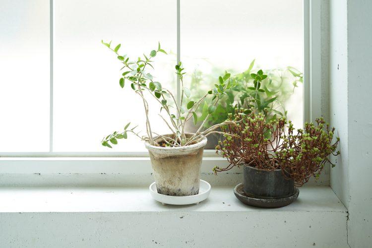 窓際での撮影も