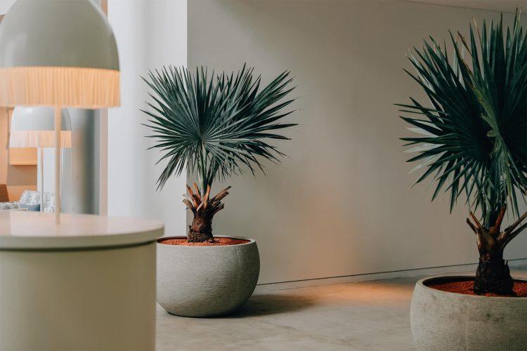 ラウンジ / 屋内にも植物が多数