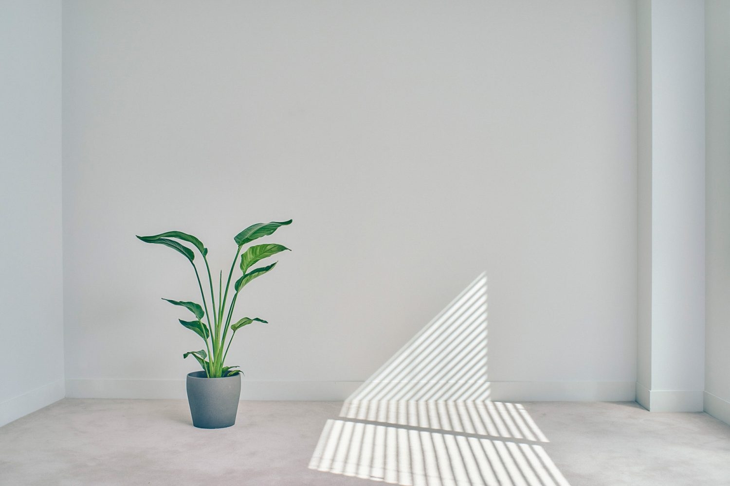 シンプルな白壁とカーペット