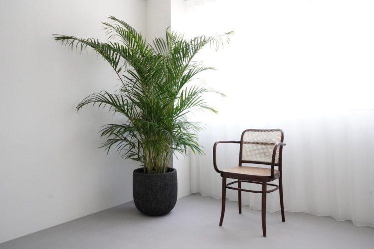 やわらかい光が入る窓際