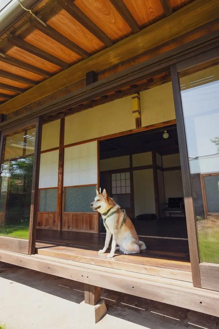 犬・猫など動物もOK(事前申請)