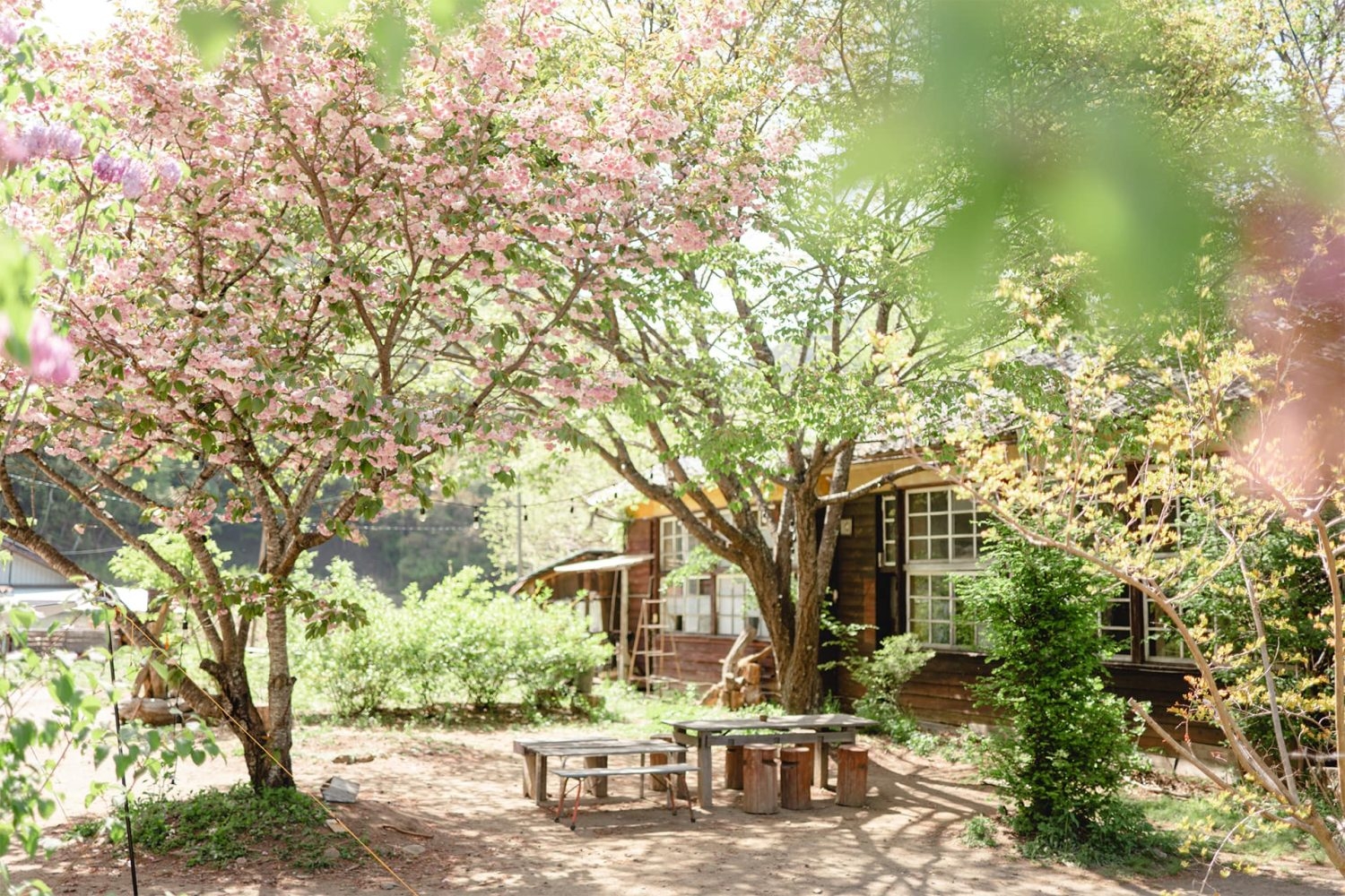 季節により姿を変える庭の木々 / 春