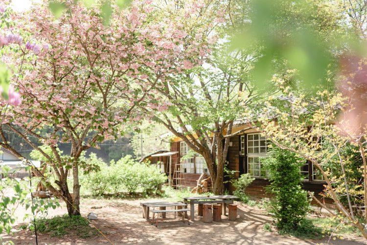 季節により姿を変える庭の木々 / 春