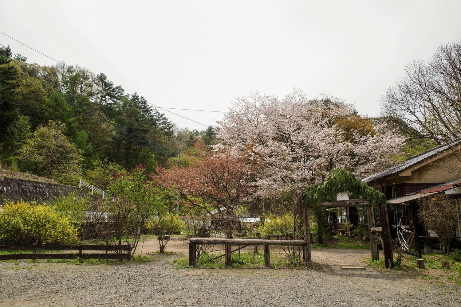 駐車場側から校庭・校舎側 / 春